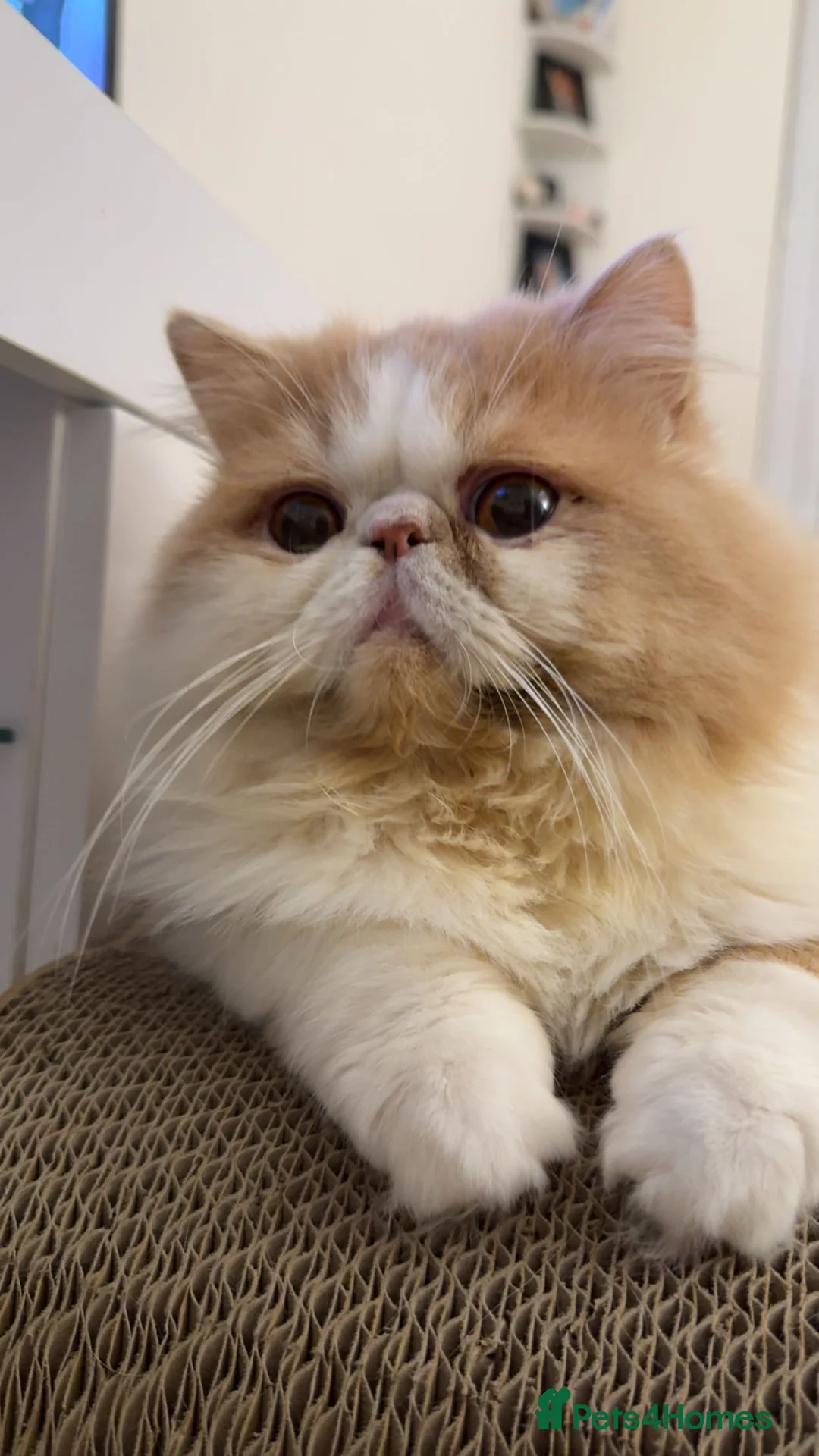 Persian cats for stud: My king Toulouse  - Advert 5