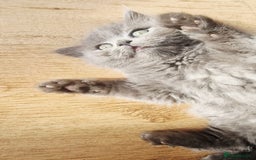 British Longhair cats for sale: Gorgeous Blue British longhair kittens - Image 13