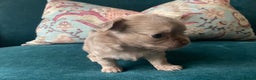 Chihuahua dogs for sale: Beautiful chihuahua puppies  - Advert 17