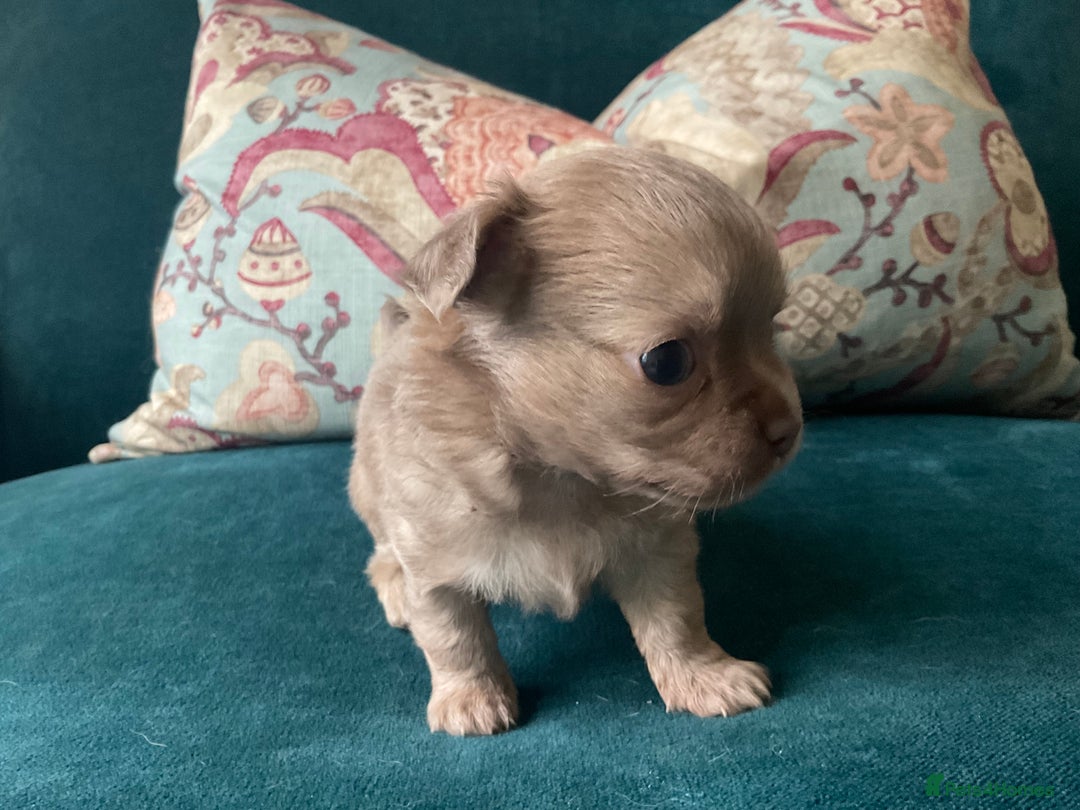 Chihuahua dogs for sale: Beautiful chihuahua puppies  - Advert 17