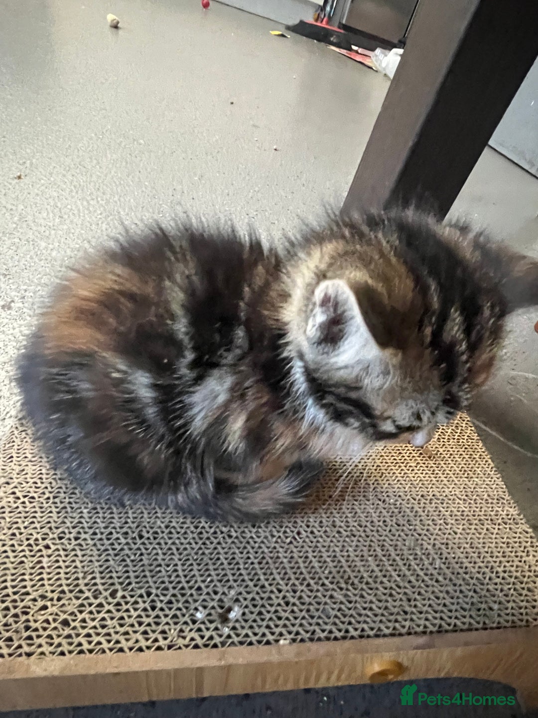 Mixed Breed cats for sale: 🐾 Beautiful 8 week old Calico Female Kittens - Advert 4