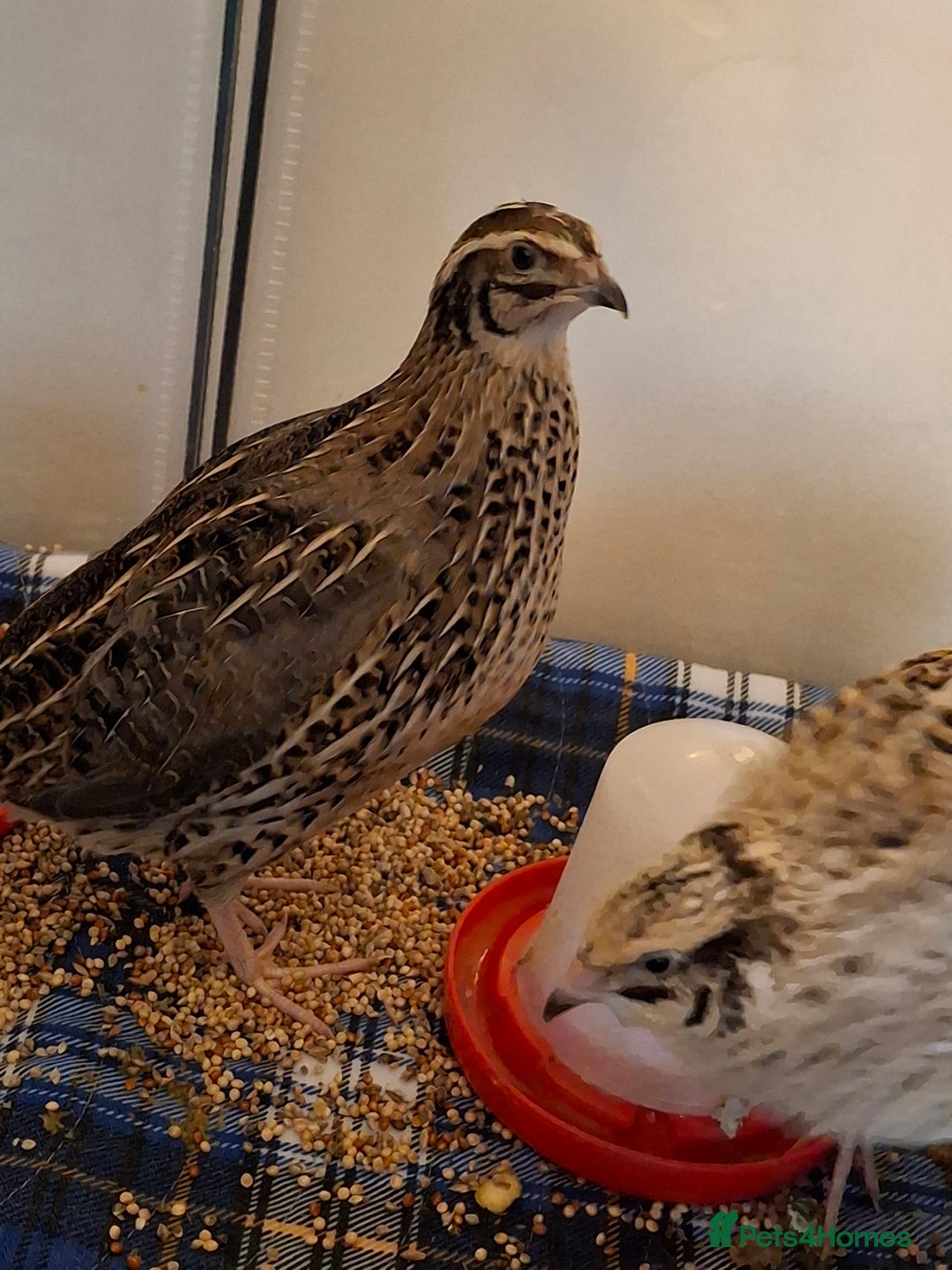 Mixed Breed birds for sale: 2 femail quails with cage - Advert 8