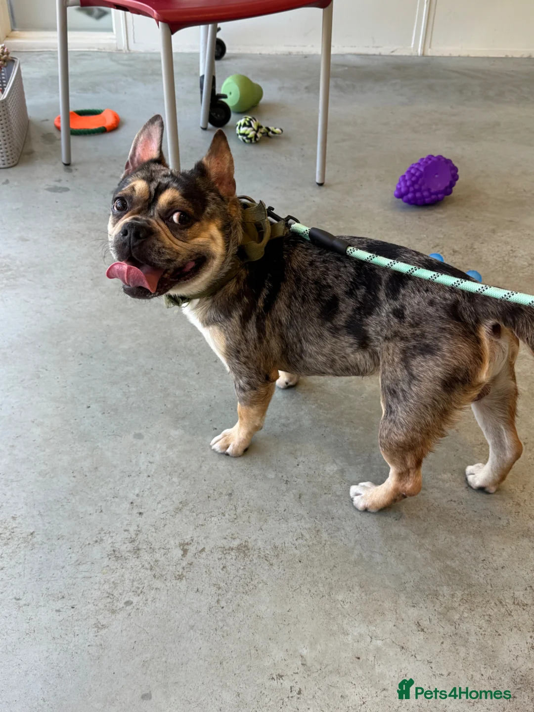 French Bulldog dogs for sale: Male French Bulldog  - Advert 2