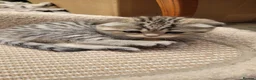 Scottish Fold cats for sale: Scottish fold  - Advert 34