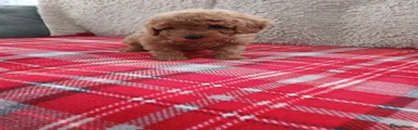 Cavapoo 5