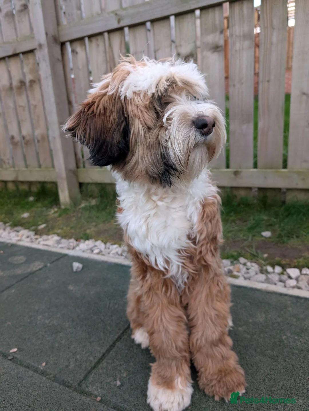 Tibetan Terrier dogs for sale: Looking for a Loving Forever Home 🐾 - Advert 4