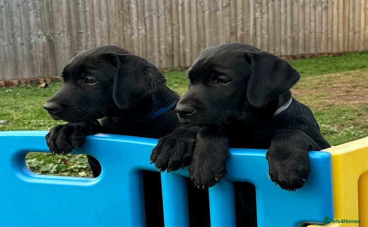 Labrador Retriever dogs - Advert 11