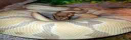 Python Snake reptiles for sale: Ball pythons  - Advert 5