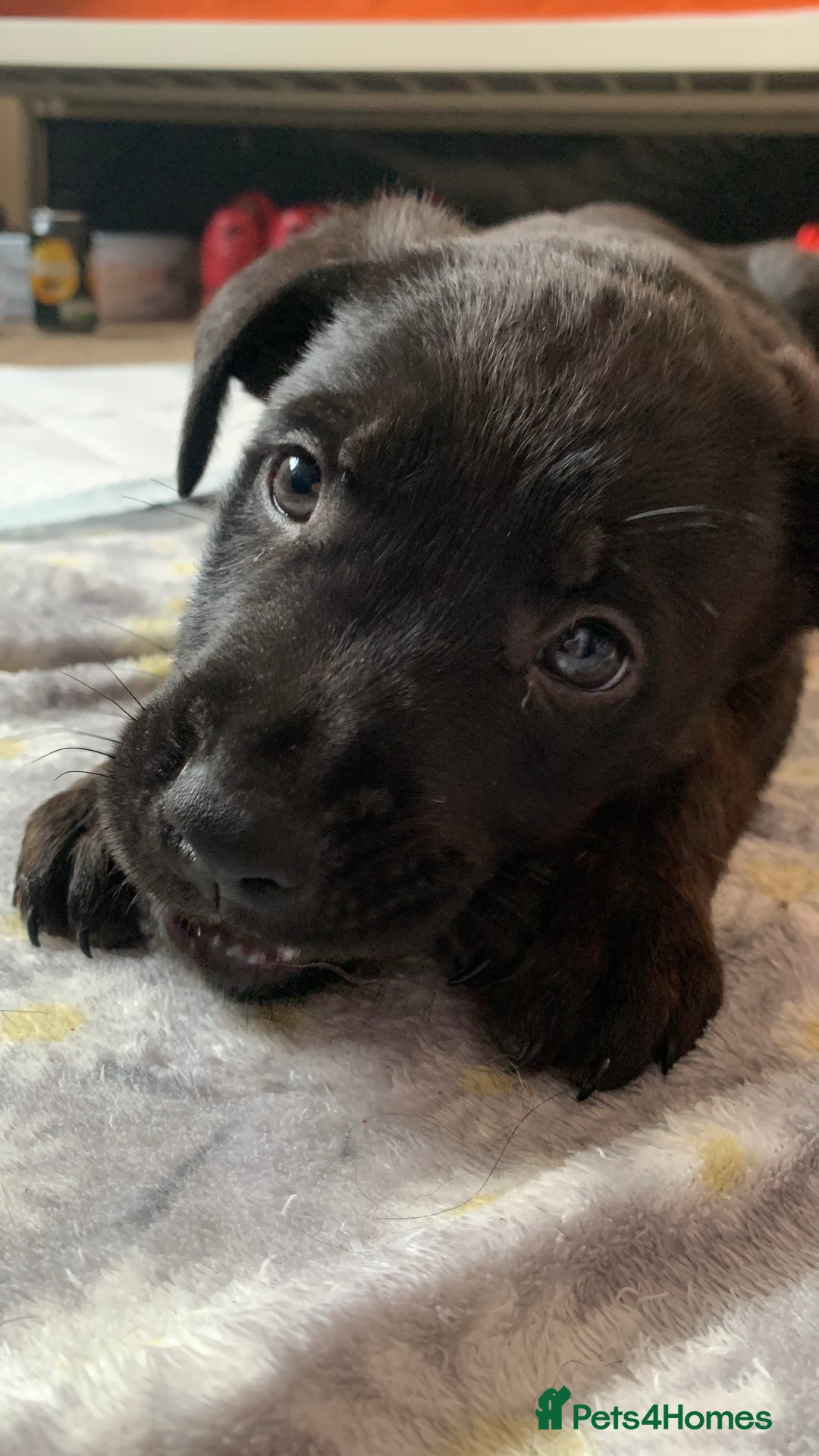 Mixed Breed dogs for sale: 4 stunning boys and 5 even more stunning girls - Advert 10