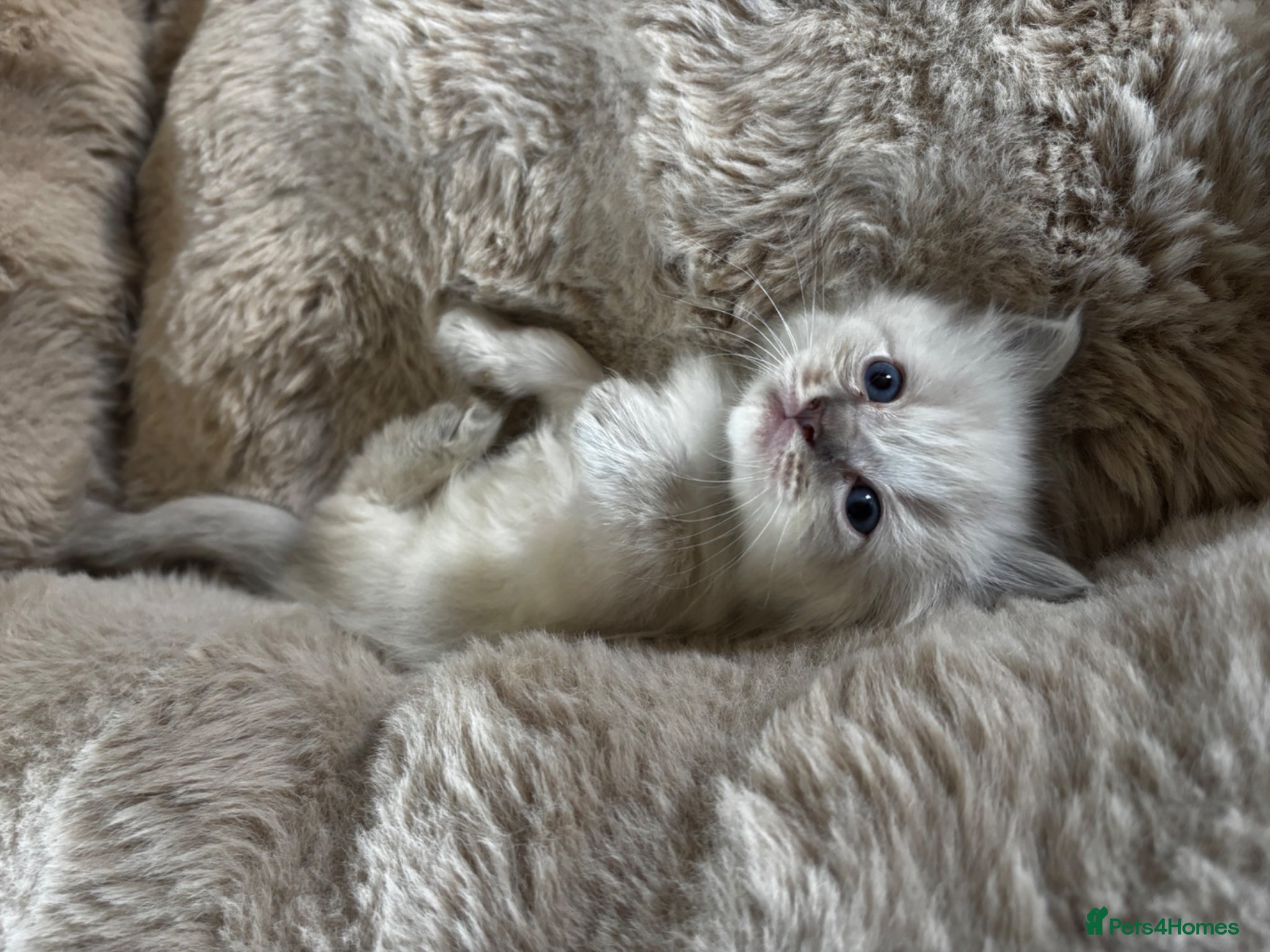 Ragdoll cats Gorgeous full ragdoll kittens  - Advert 5