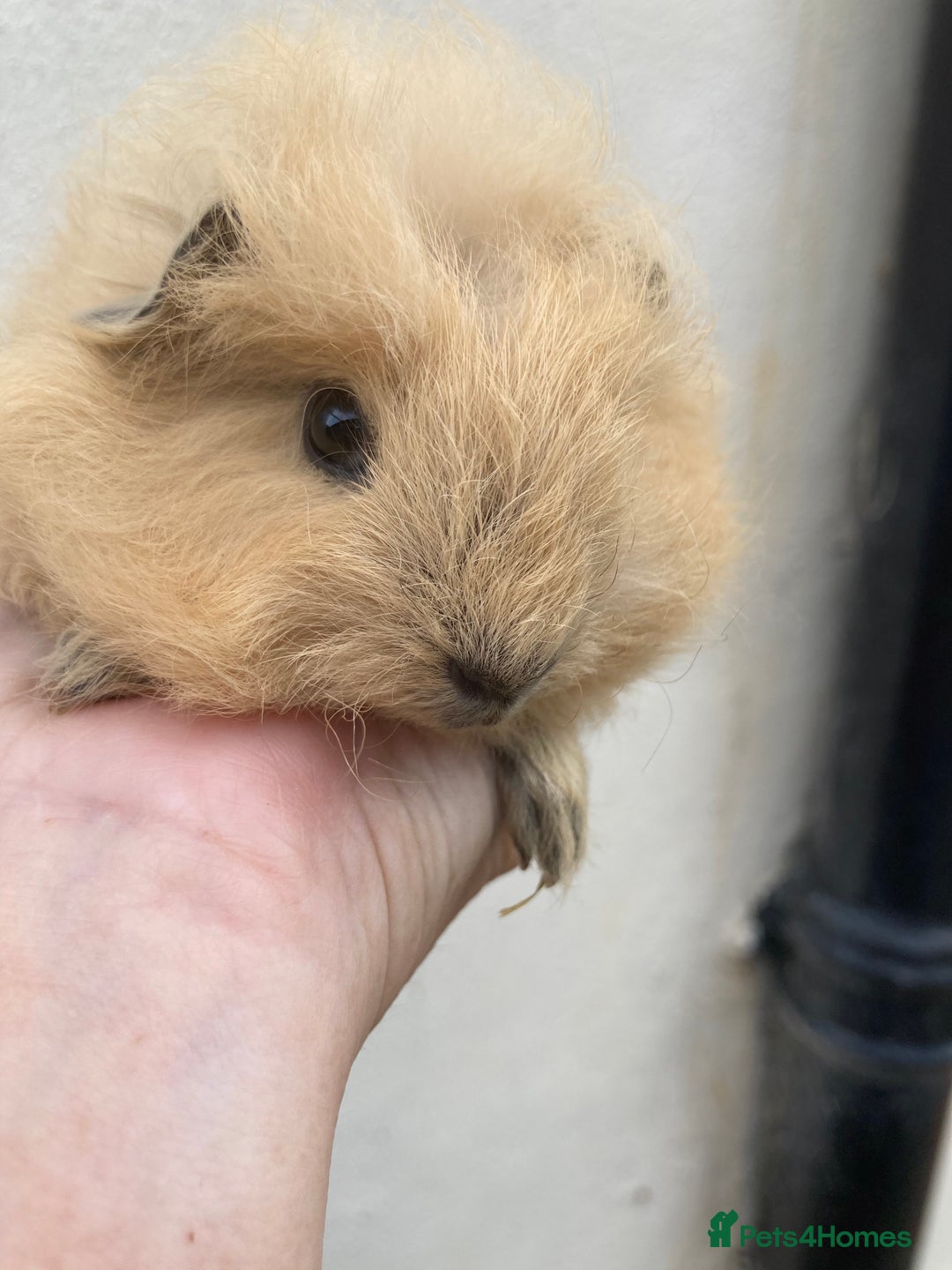 Guinea Pig rodents for sale: Lots of lovely baby guinea pigs - Image 7