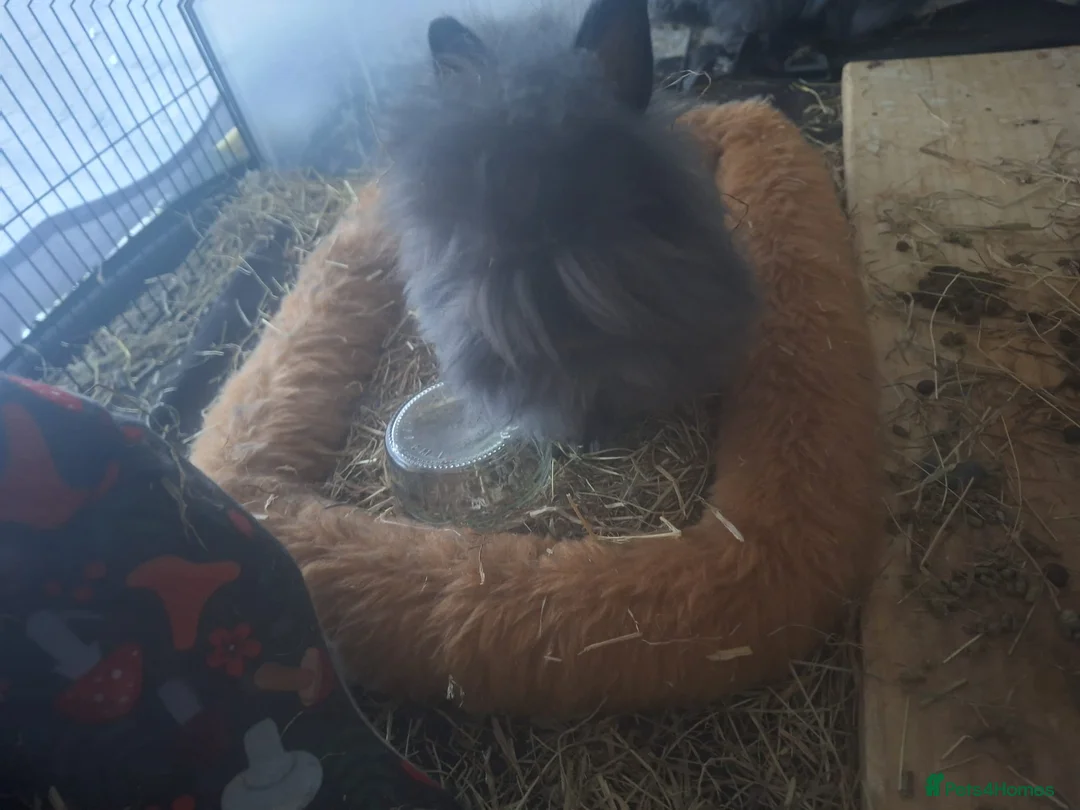 Angora rabbits for sale: Teddy Dwerg Pair - Advert 2
