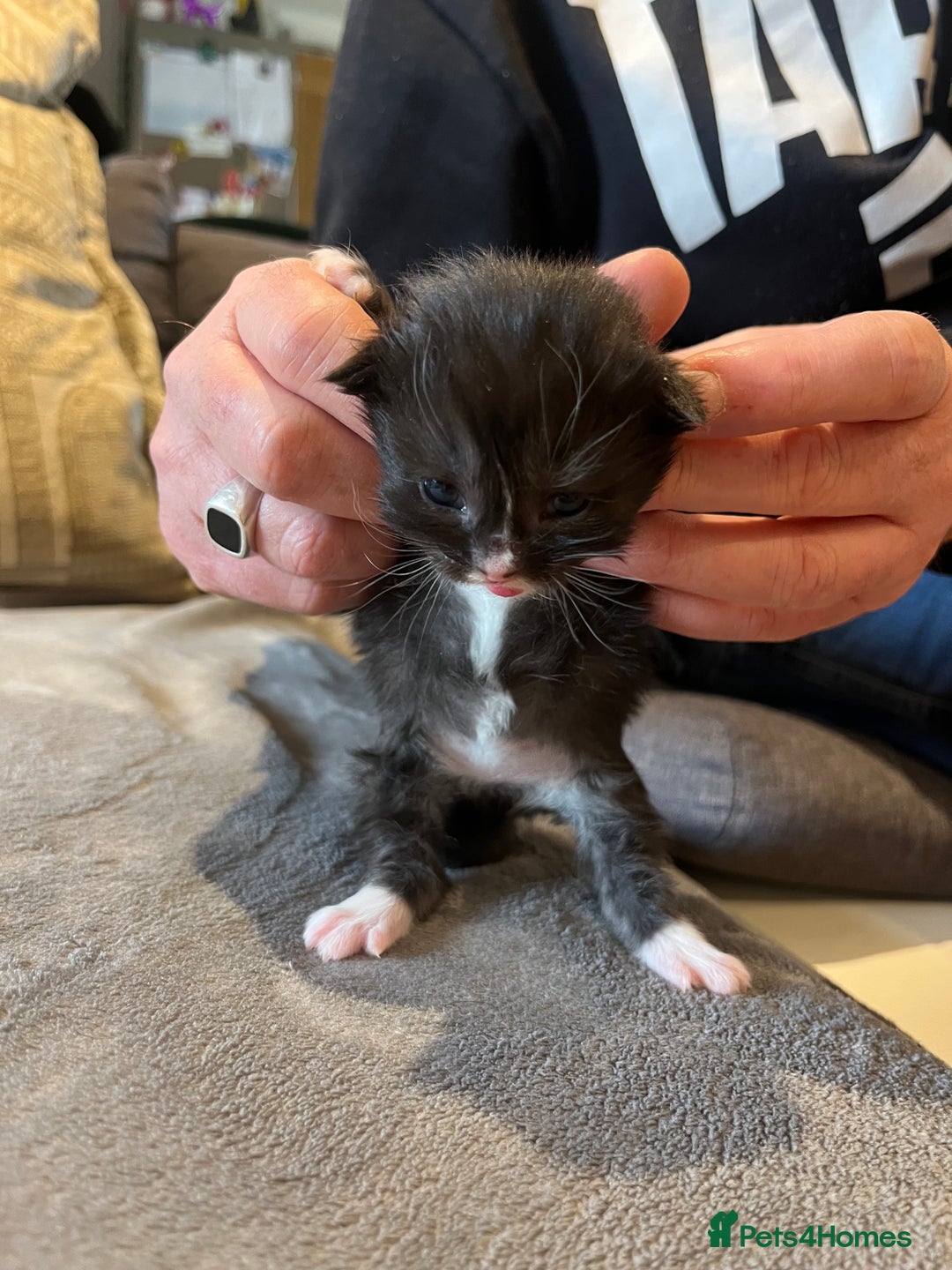 Mixed Breed cats for sale: Maine Coon Mix  - Advert 6