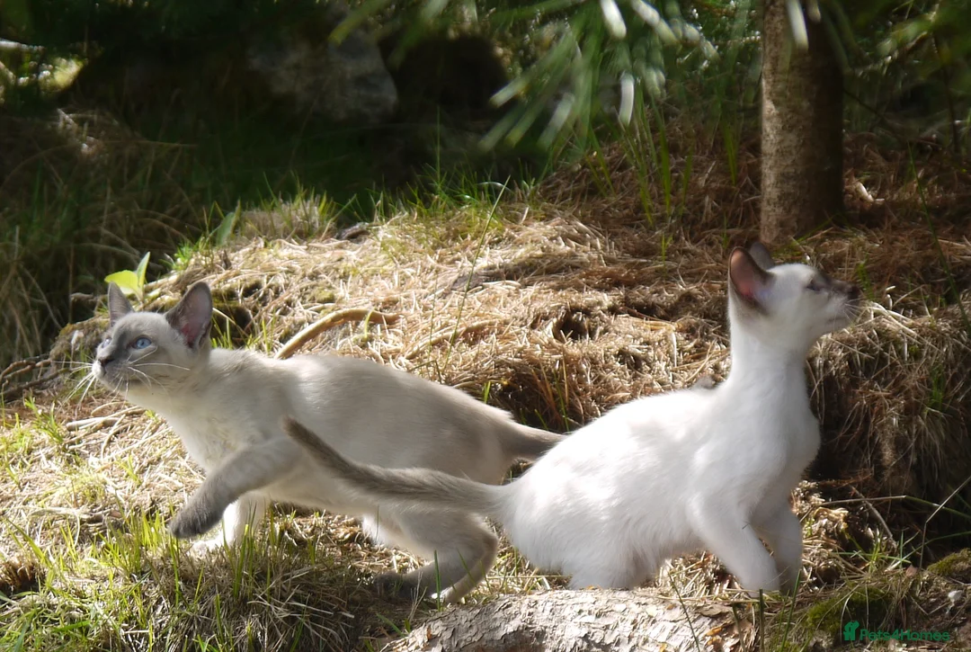 Siamese cats for sale: Adorable Siamese Kittens - Advert 26