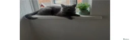 British Shorthair cats for sale: British shorthair kittens - Advert 5