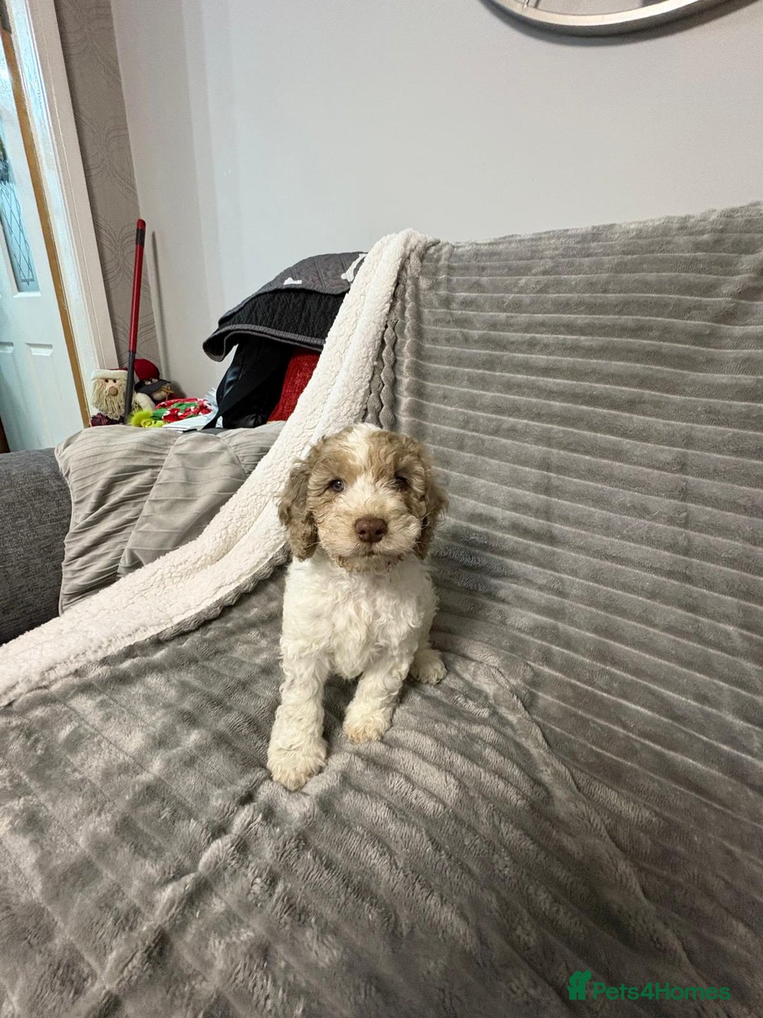 Mixed Breed cats for sale: 11 weeks old cockapoo called Bruce. Ready to go. - Advert 5