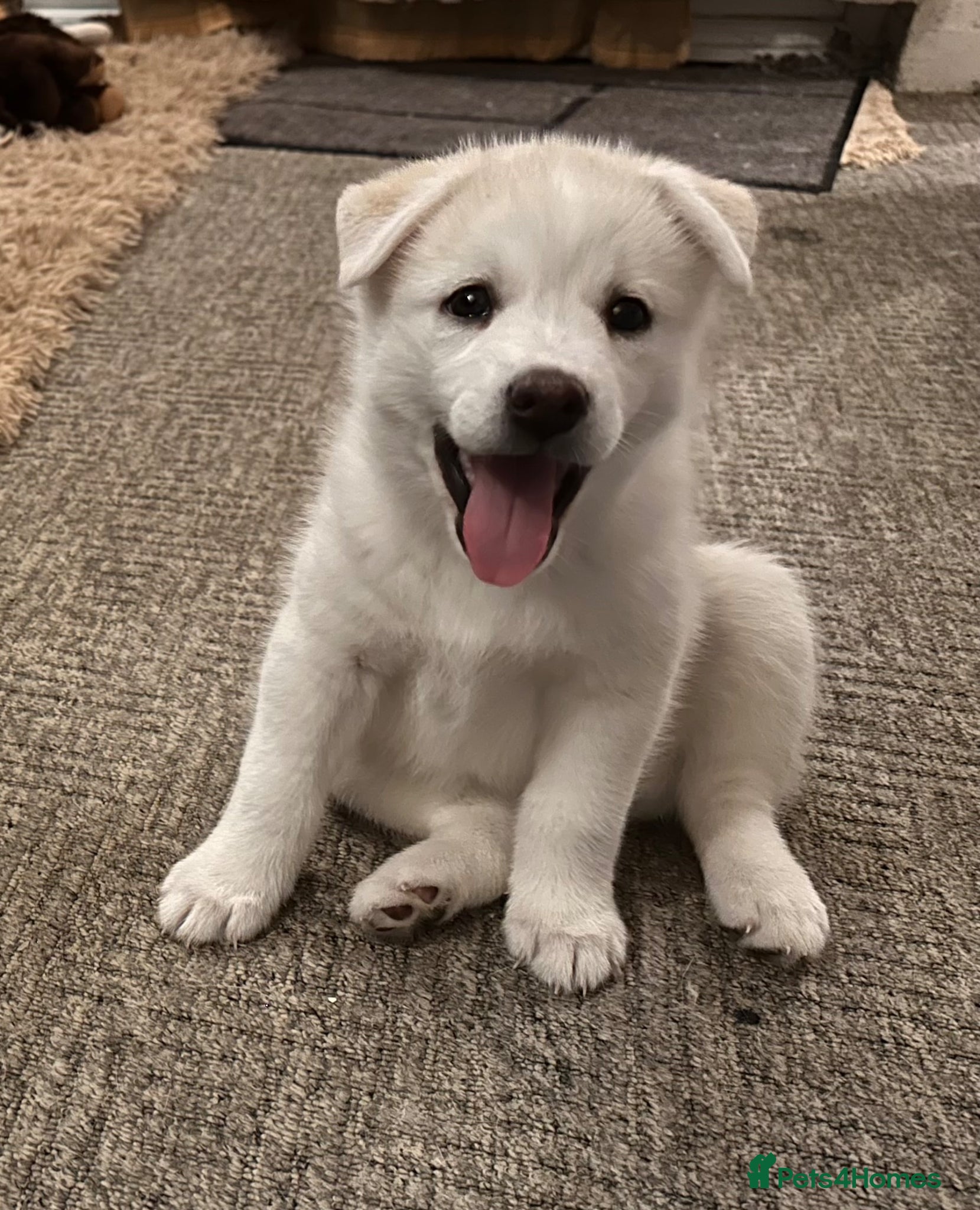 Pomsky dogs 3 Adorable Pomsky Puppies  - Advert 1