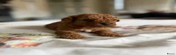 Cavapoo dogs for sale: Reduced F1b Toy Cavapoo girl health tested parents - Advert 34