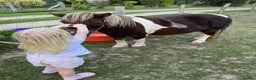Shetland pony horses for sale: Princess  - Advert 3