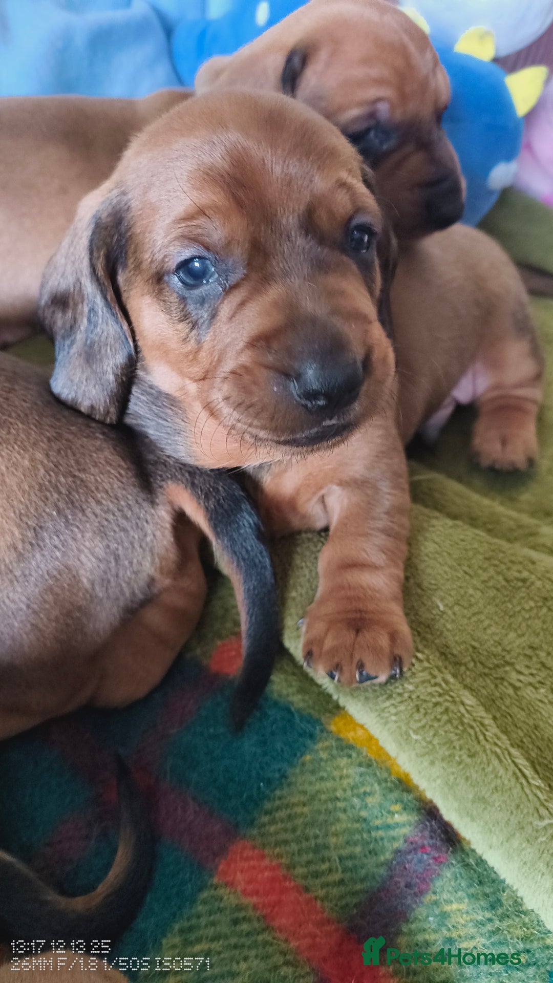 Dachshund dogs for sale: Standard Daschund puppies - Advert 5