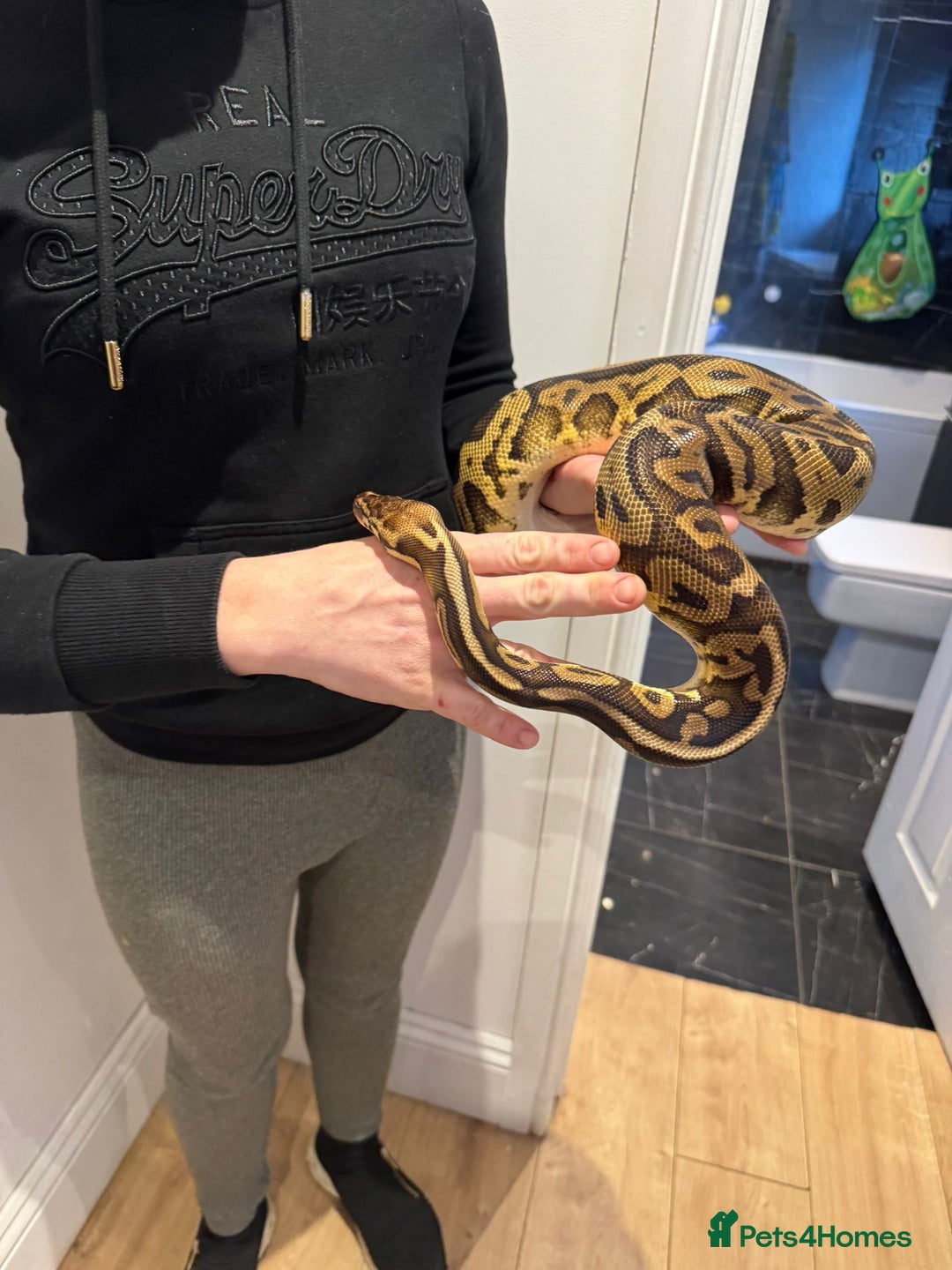 Python Snake reptiles for sale: Very friendly, Royal Python and full set up  - Advert 1