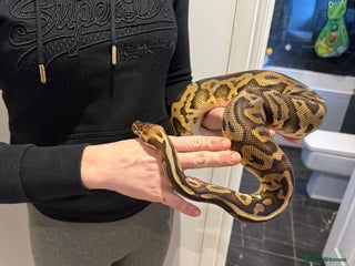 Python Snake reptiles Very friendly, Royal Python and full set up - Advert 1