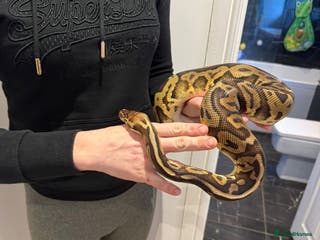 Python Snake reptiles Sold. Very friendly, Royal Python and full set up - Advert 23