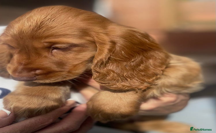 Cocker Spaniel dogs - Advert 1