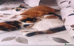 Mixed Breed cats for sale: 1 male 1 female kitten for sale  - Image 4
