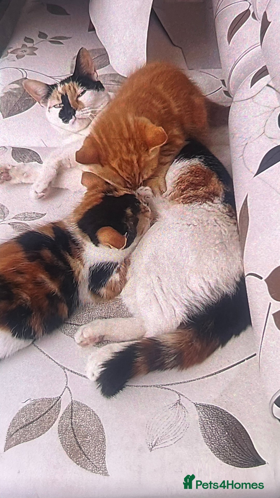 Mixed Breed cats for sale: 1 male 1 female kitten for sale  - Image 4