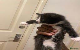 Bombay cats for sale: 3 kittens for sale.Price negotiable  - Image 4