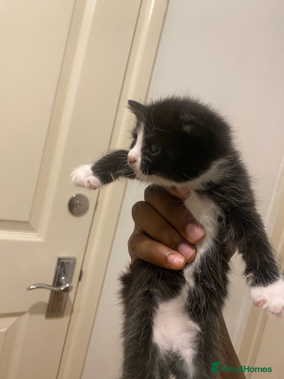 Bombay cats for sale: 3 kittens for sale.Price negotiable  - Image 4