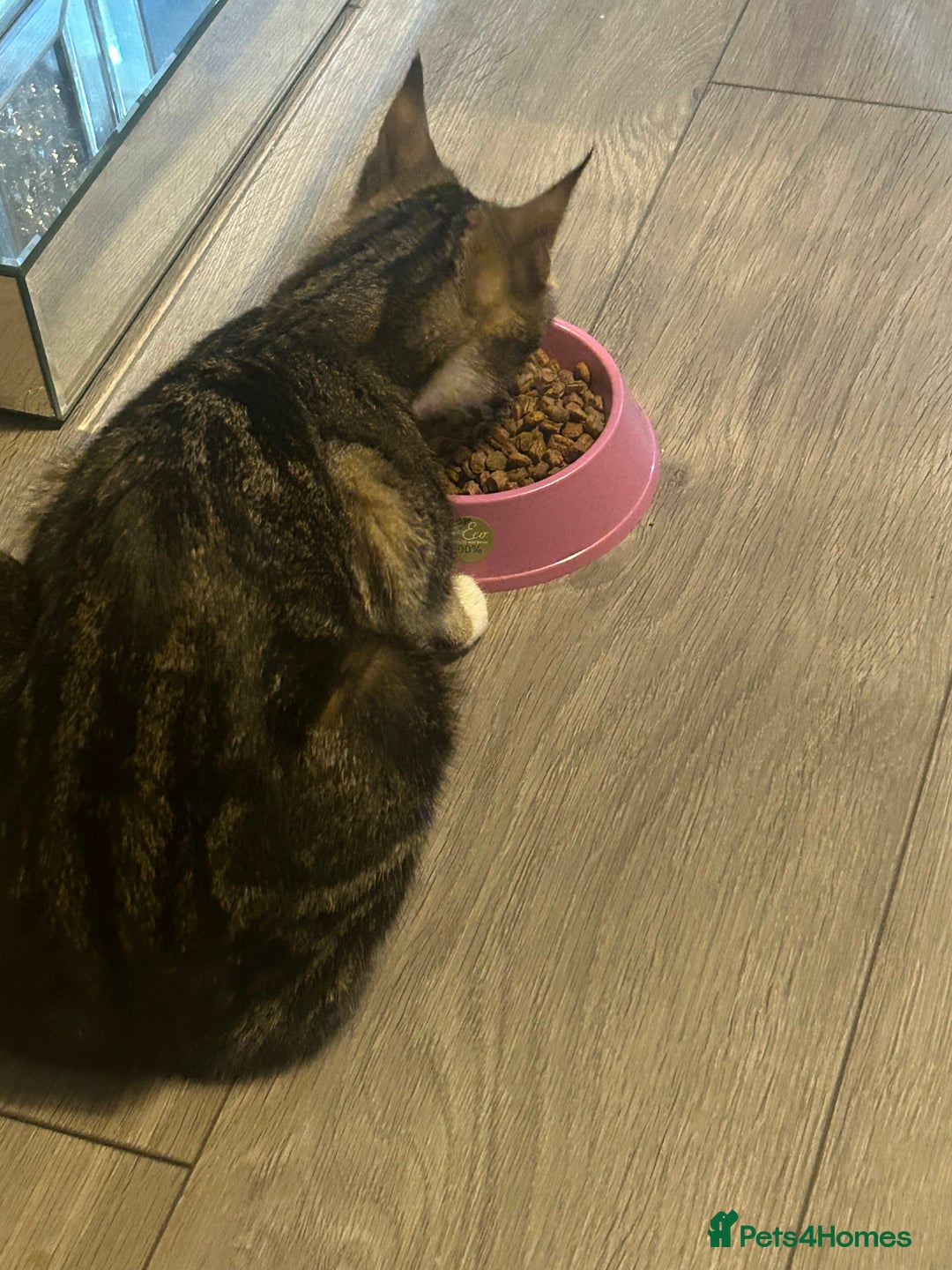 Domestic Shorthair cats for sale: Adorable Kittens! 🐾ready 18th January  - Advert 4