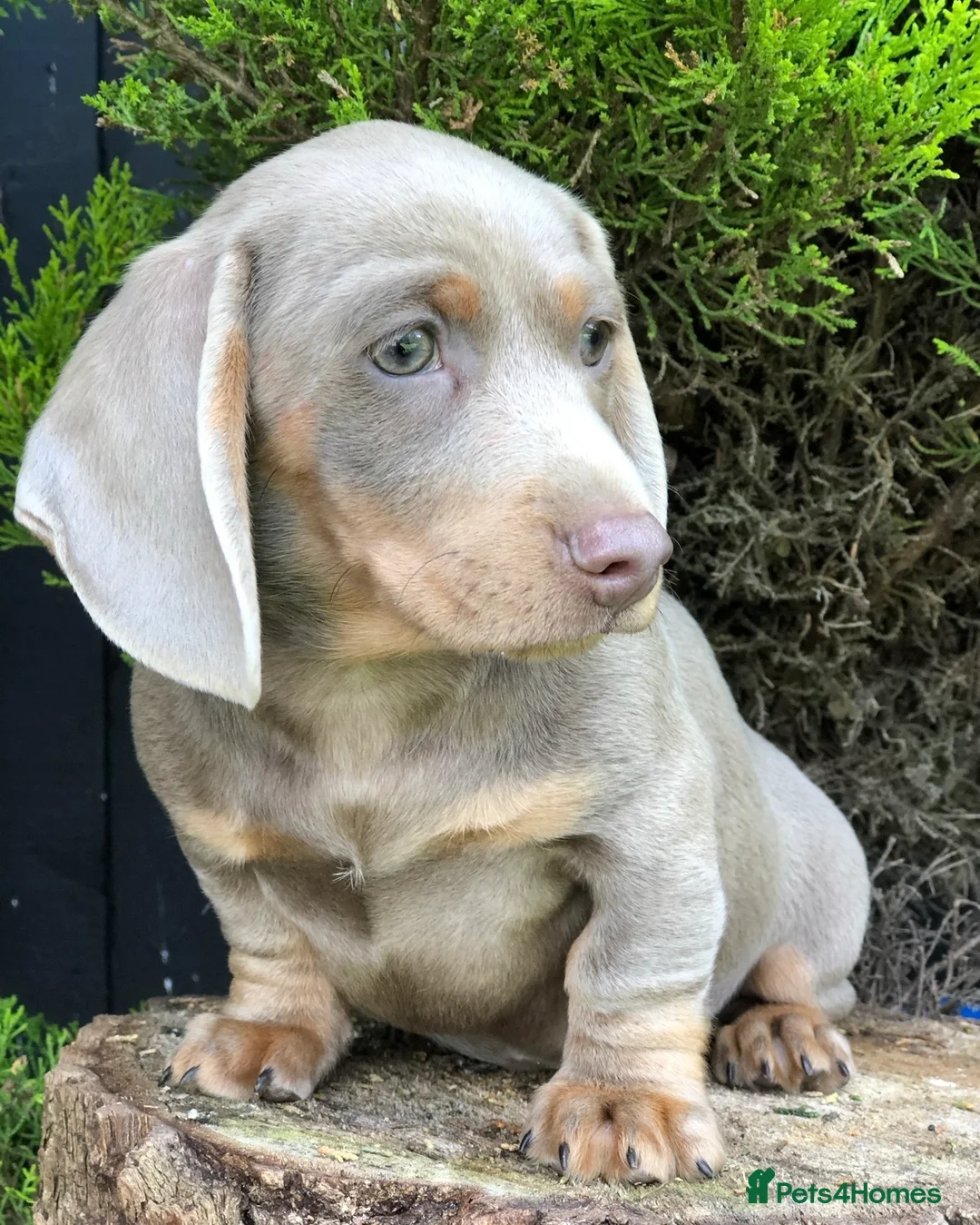 Miniature Dachshund dogs for stud: Award winning breeder-KC+IDC1 Choc/Tan Smoothcoat - Advert 10