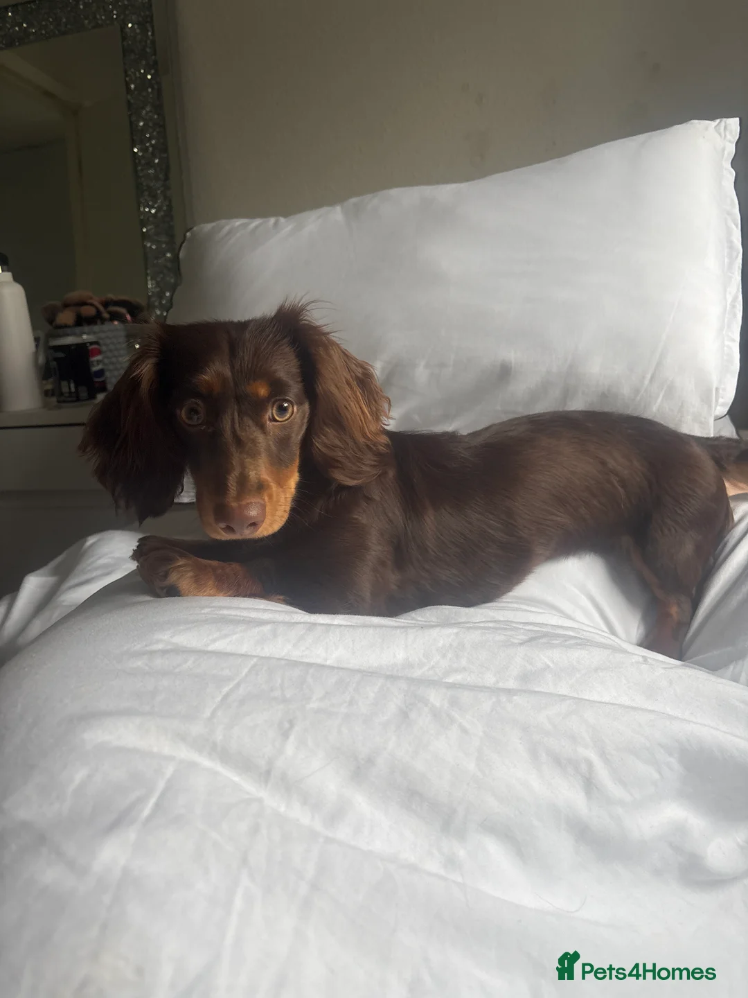 Dachshund dogs for sale: 12 month old female miniature Dachshund  - Advert 9