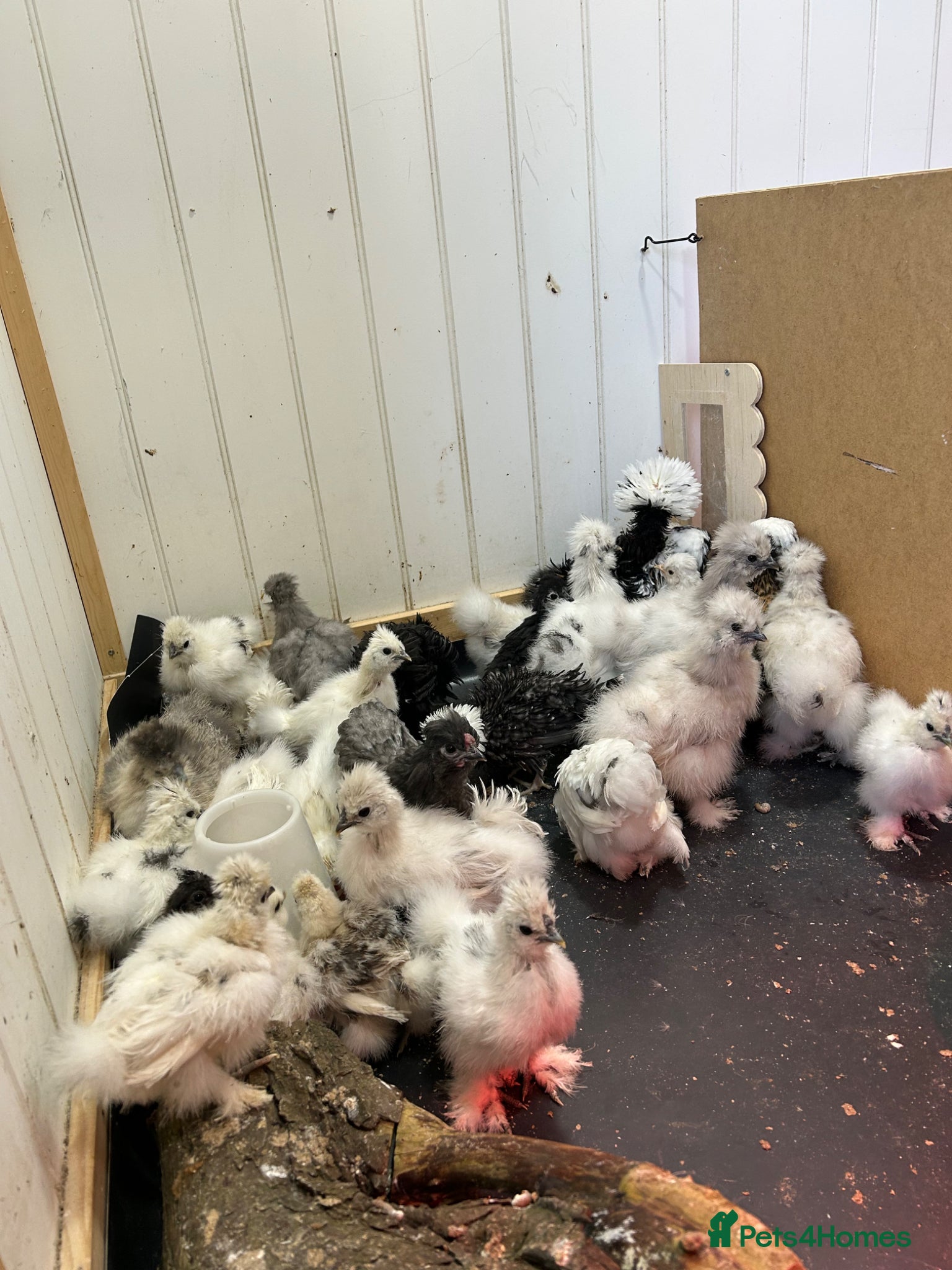Chickens poultry Silkies - Advert 1
