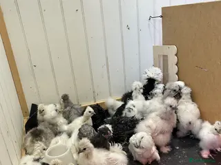 Chickens poultry Silkies - Advert 1
