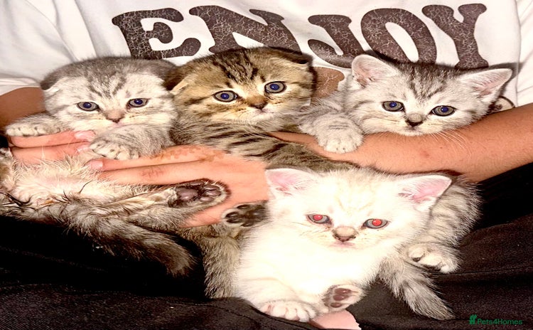 Scottish Fold cats - Advert 2