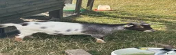 Goats livestock for sale: 3 beautiful Pygmy wether goats  in Spalding - Advert 3