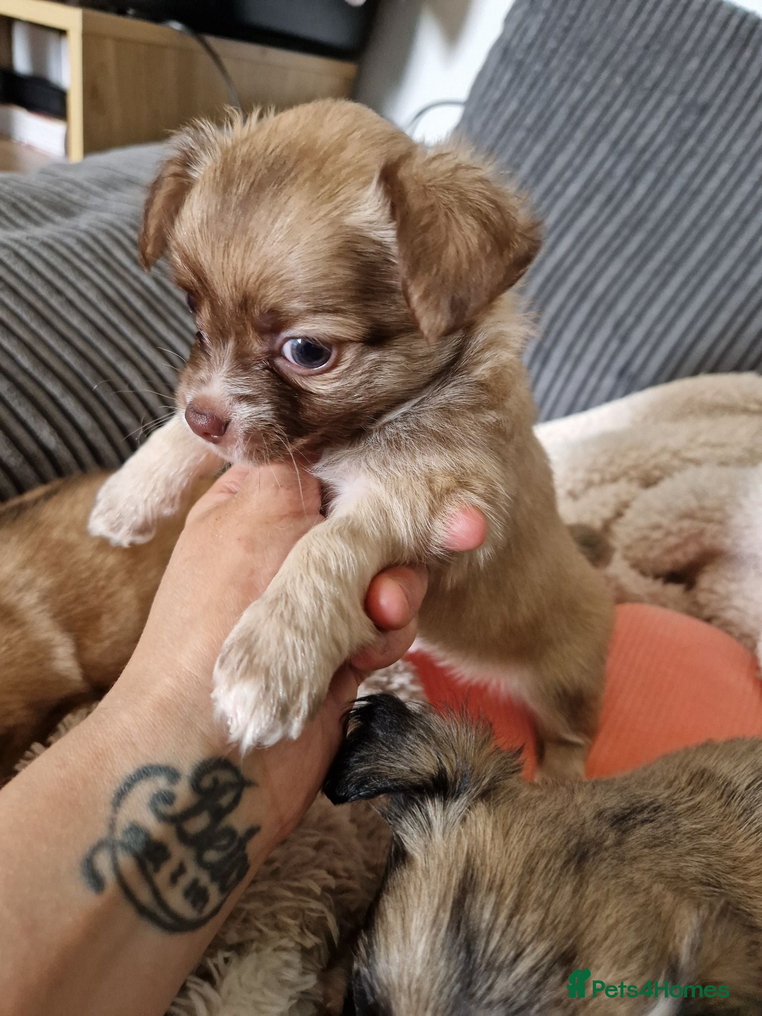 Chihuahua dogs Chihuahua puppy's  - Advert 2