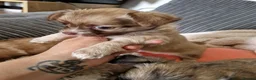 Chihuahua dogs for sale: Chihuahua puppy's  - Advert 2