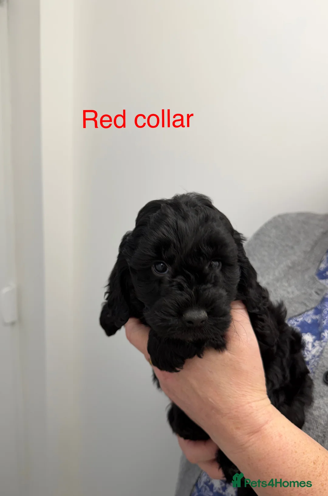 Cockapoo dogs for sale: Cockapoo puppies F1 - Advert 4