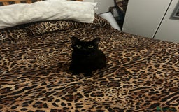 Bombay cats for sale: 1 year old cute black cat  - Image 1