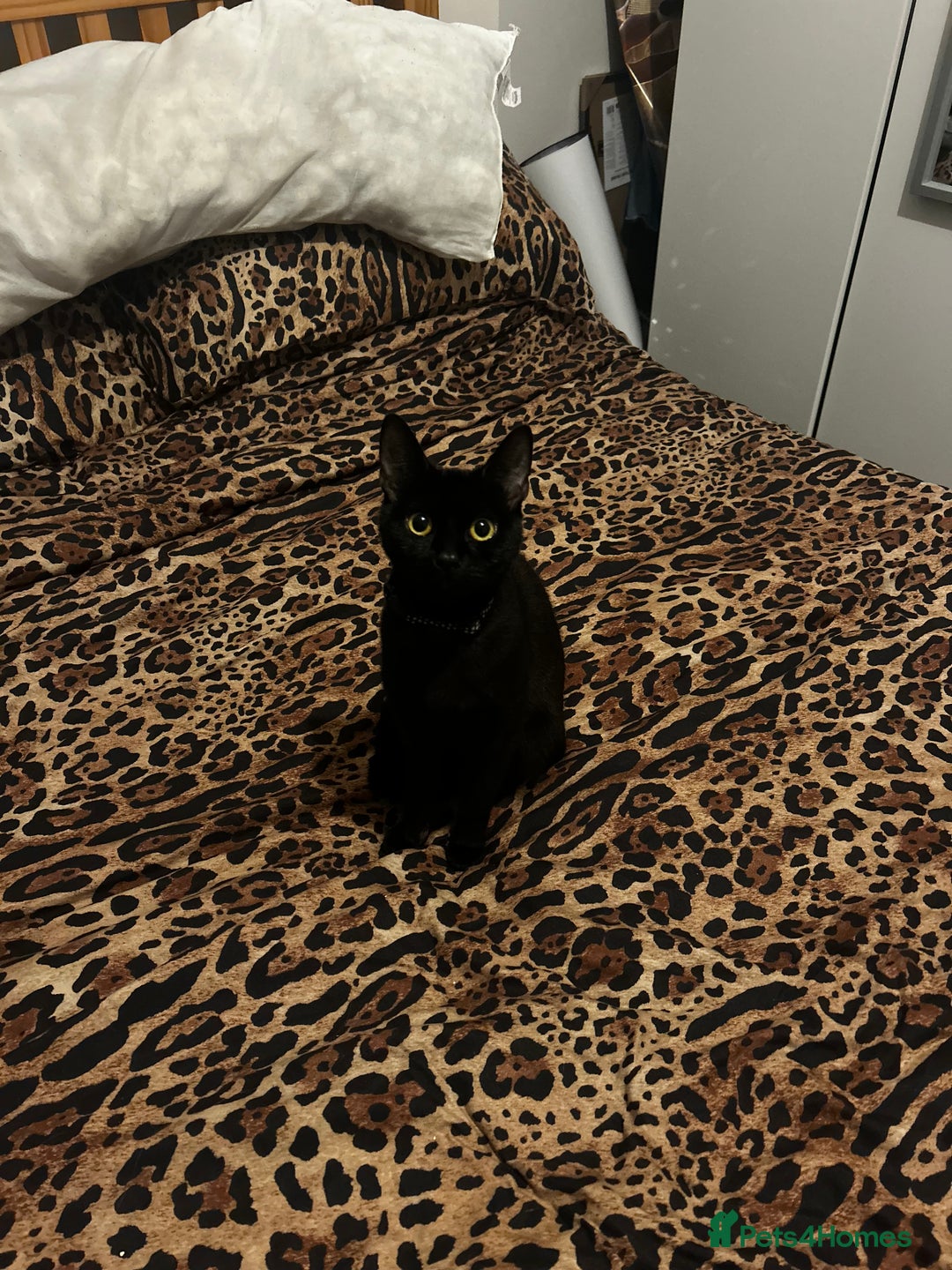 Bombay cats for sale: 1 year old cute black cat  - Image 1
