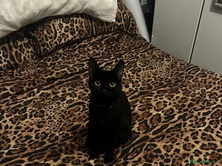 Bombay cats for sale: 1 year old cute black cat - Advert 2