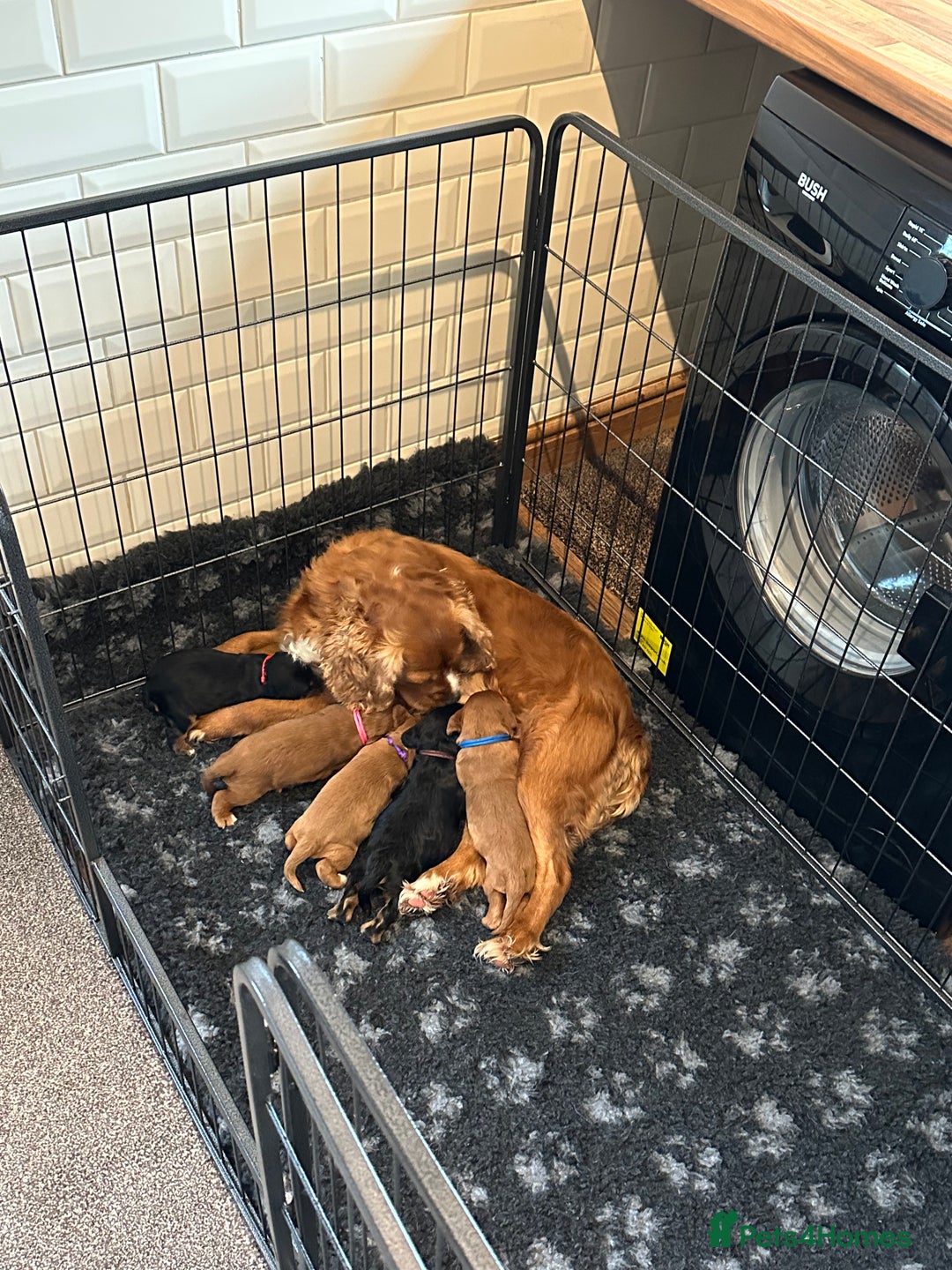 Cavalier King Charles Spaniel dogs for sale: 🐾 KC Registered Health Tested Puppies 🐾 - Image 23
