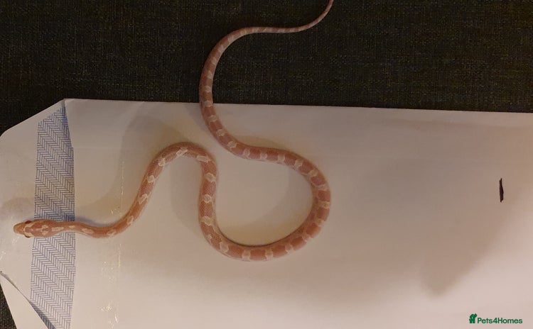 Corn Snake reptiles - Advert 8