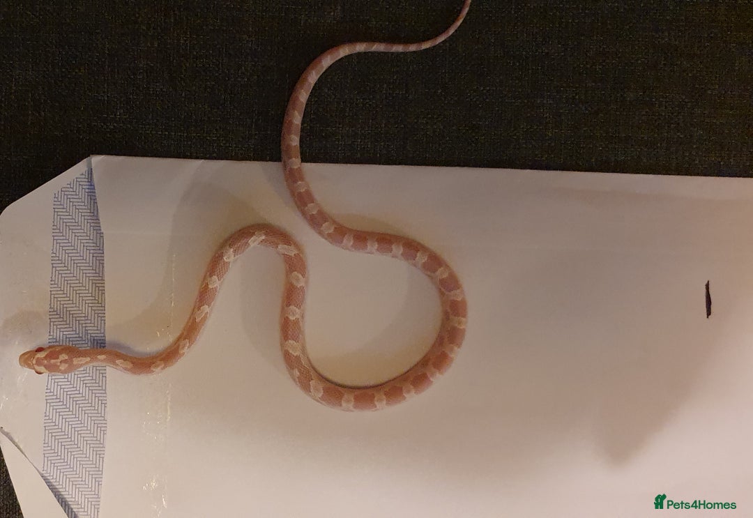 Corn Snake reptiles for sale: ❤️2 beautiful snow cornsnakes babies🐍 - Image 3