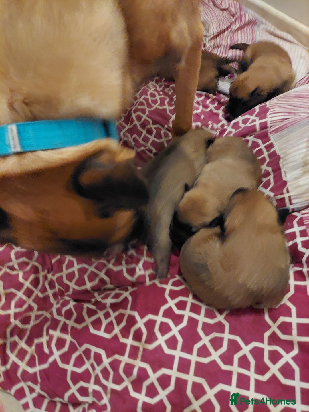 Belgian Shepherd Dog dogs for sale: Xl Belgium malinois pups dad kc regged  - Image 8