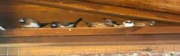 Mixed Breed birds for sale: Mixed Aviary Birds - Advert 5